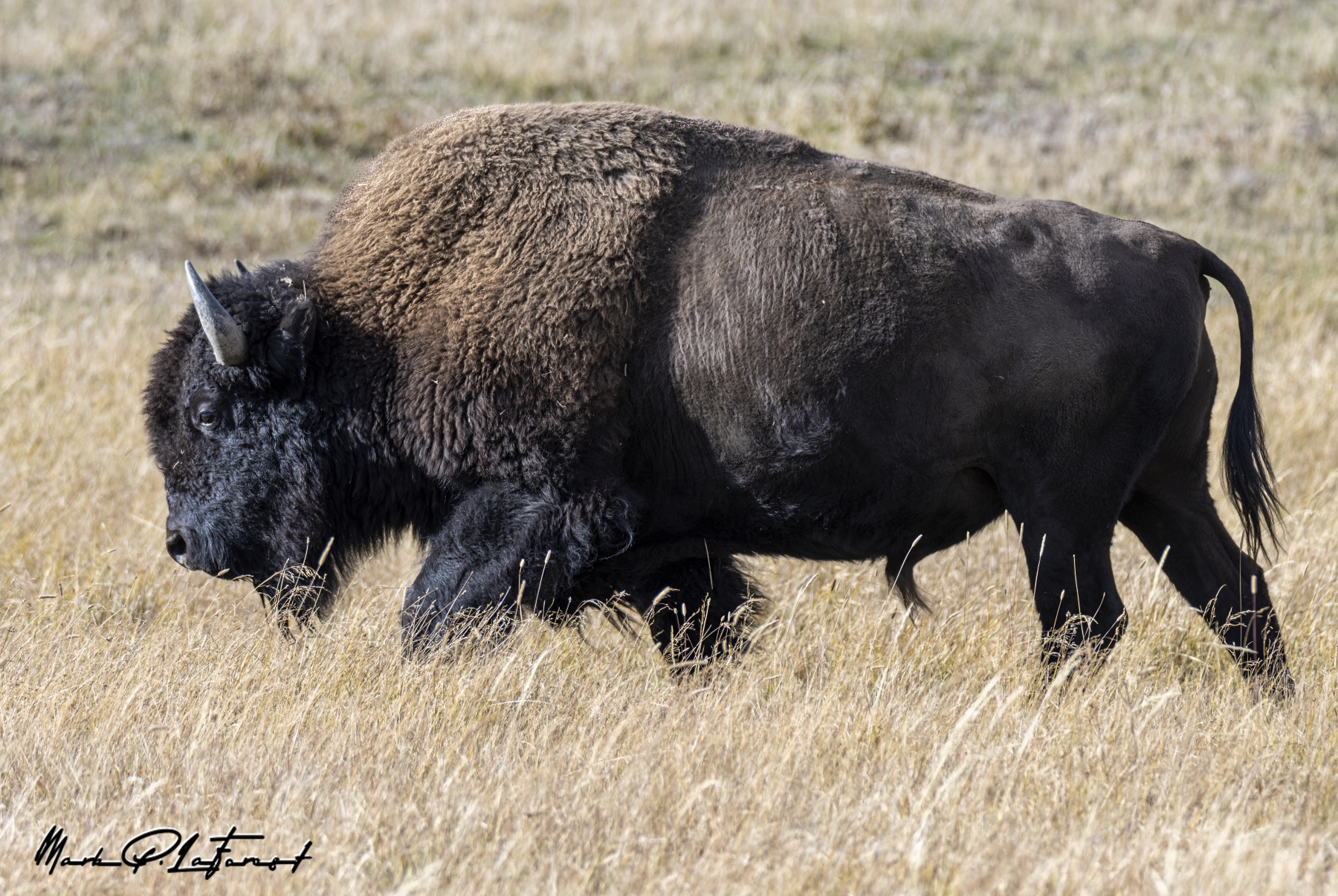 American Bison, Yellowstone National Park